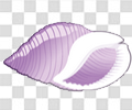 海螺