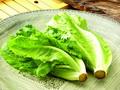 生菜