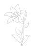 百合