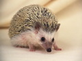 刺猬