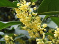 桂花