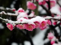梅花